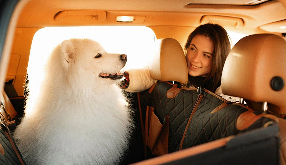 dog back seat cover for Ford Ranger