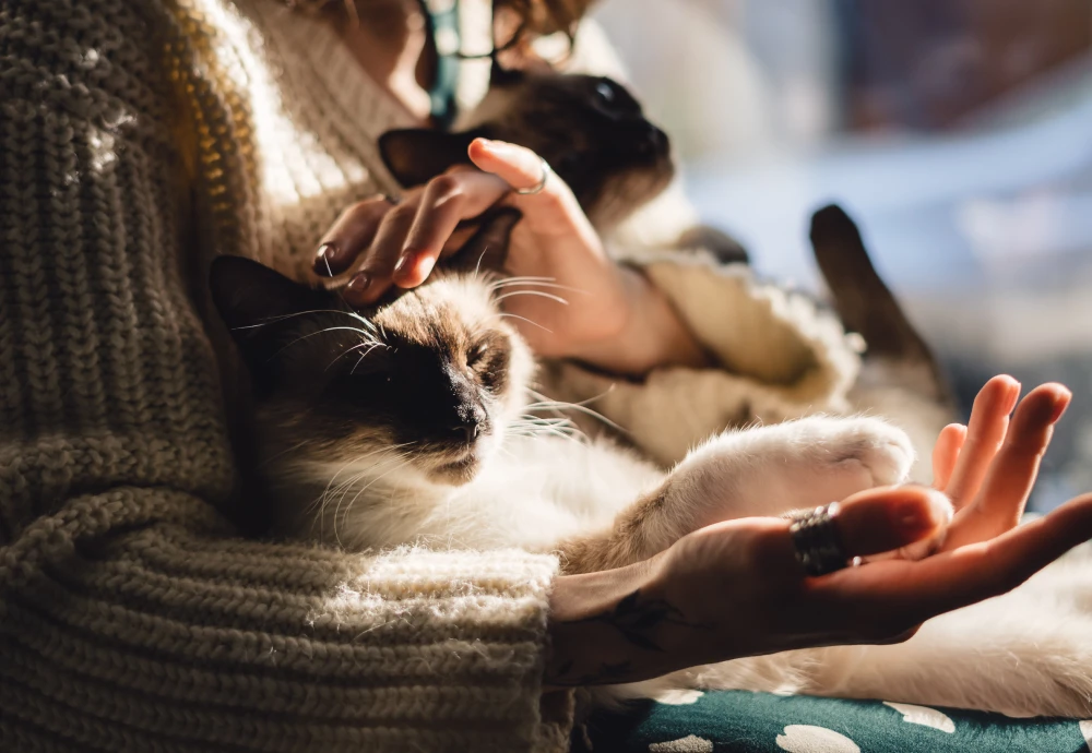 camera to see pets at home