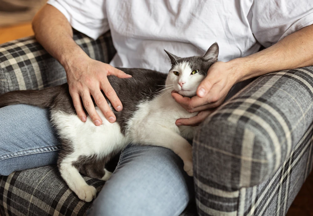 movable pet camera